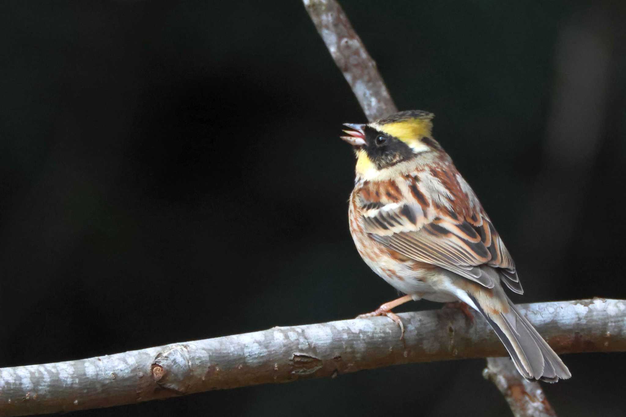 Yellow-throated Bunting