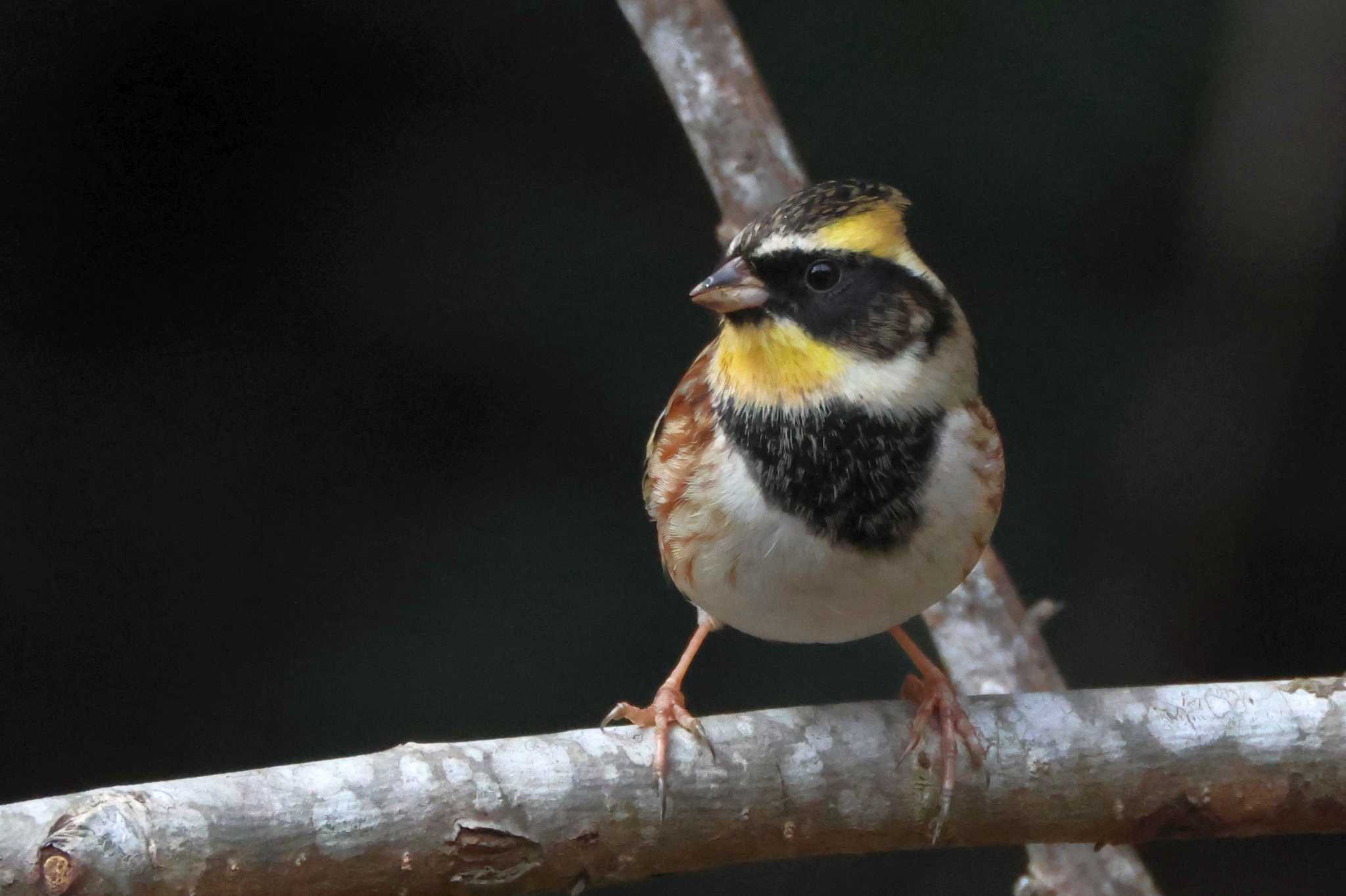 Yellow-throated Bunting