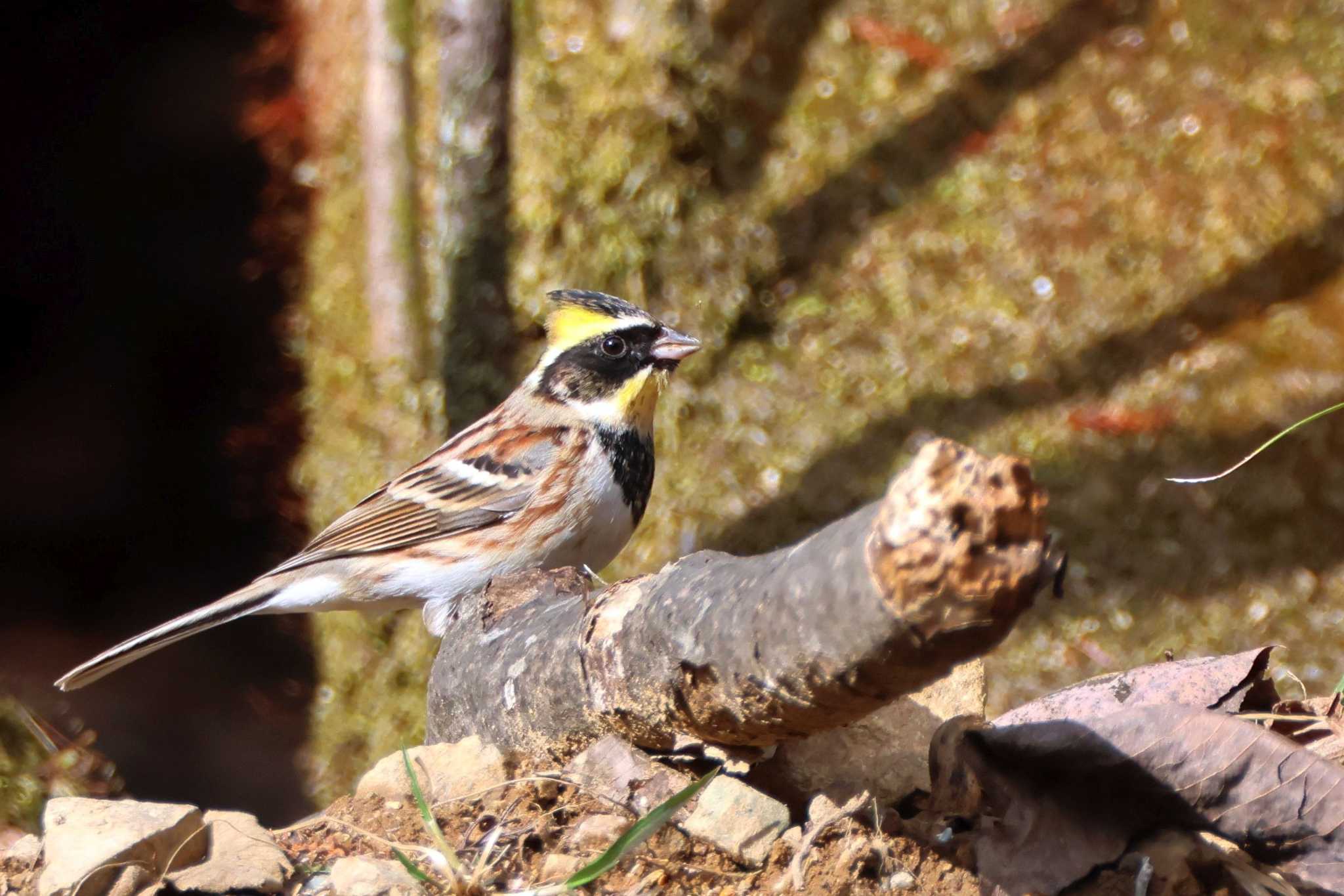 Yellow-throated Bunting