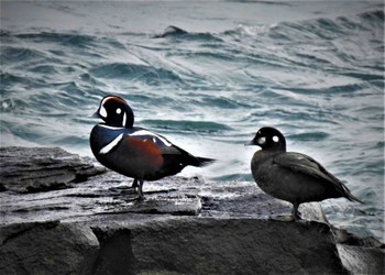 Harlequin Duck 平磯海岸 Fri, 12/17/2021