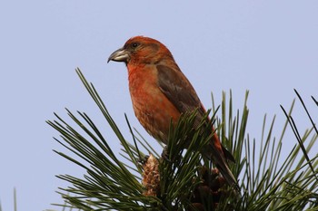 Red Crossbill 北海道 函館市 東山 Mon, 4/23/2018