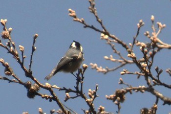 Coal Tit 南阿蘇ビジターセンター Mon, 3/21/2016