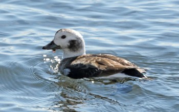 コオリガモ 塩浜三番瀬公園 2023年2月16日(木)