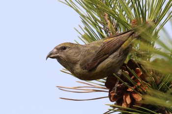 Red Crossbill 北海道 函館市 東山 Mon, 4/23/2018