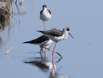 2023年2月16日(木) 稲敷市の野鳥観察記録