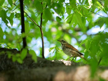 Dusky Thrush 東京都三鷹市 Sat, 4/21/2018