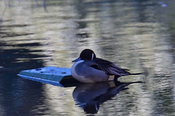 オナガガモ 和田堀公園 2023年2月15日(水)