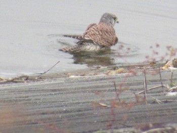 Common Kestrel 狭山湖堤防 Sun, 10/31/2021