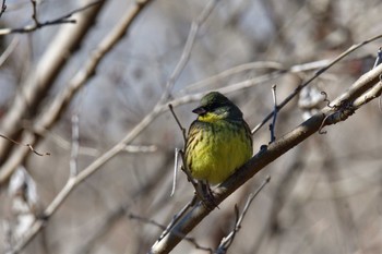 2023年2月16日(木) 芝川第一調節池(芝川貯水池)の野鳥観察記録