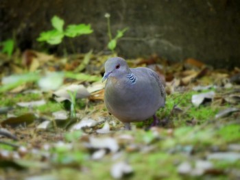 2018年4月21日(土) 東京都三鷹市の野鳥観察記録