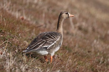 Greater White-fronted Goose 狭山湖堤防 Sun, 2/12/2023