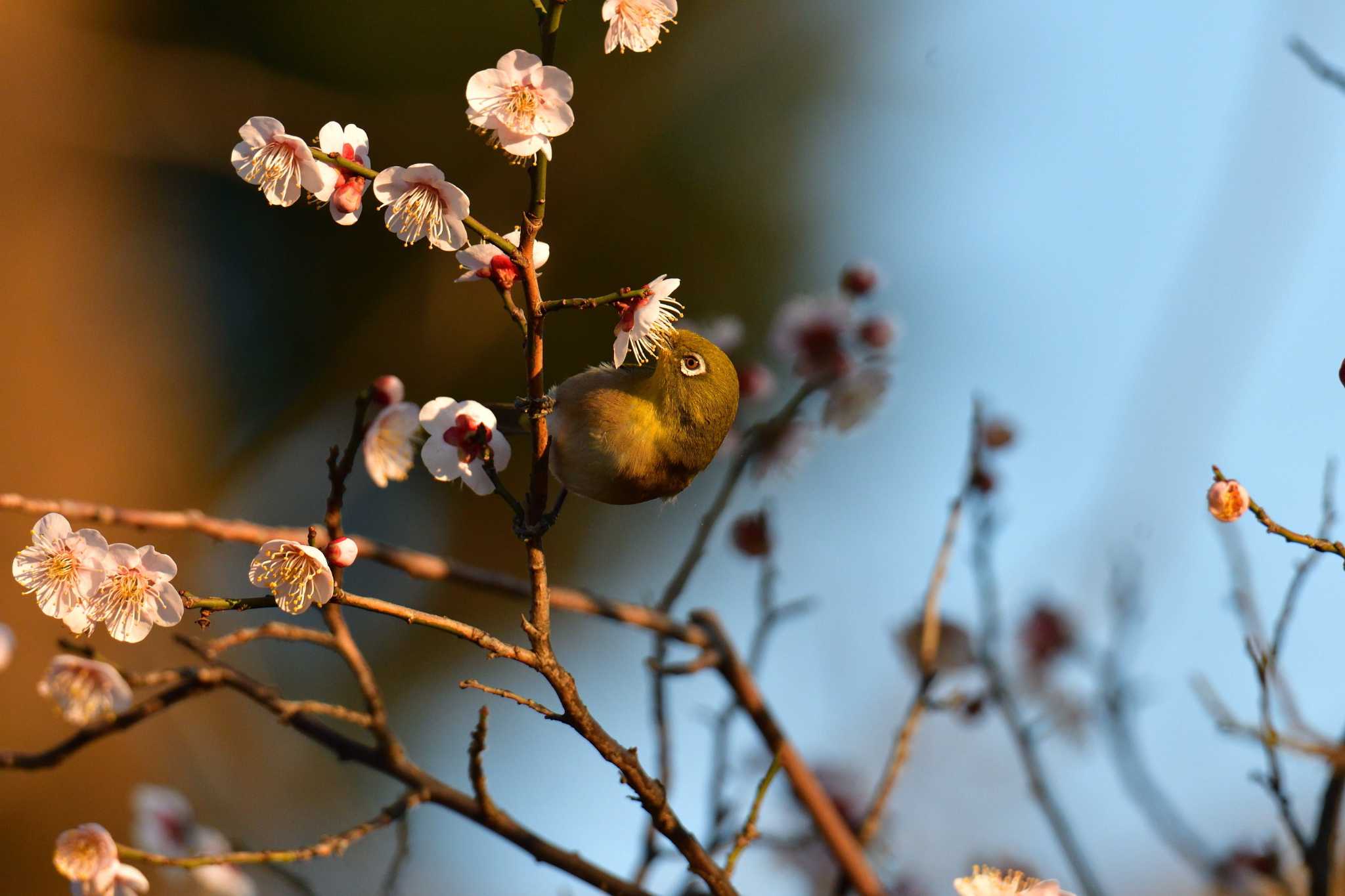 羽根木公園 メジロの写真 by やなさん