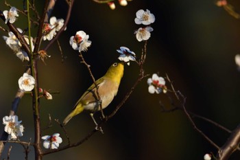 Warbling White-eye 羽根木公園 Thu, 2/16/2023