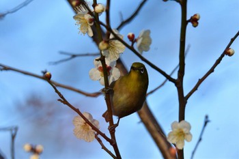 メジロ 羽根木公園 2023年2月16日(木)