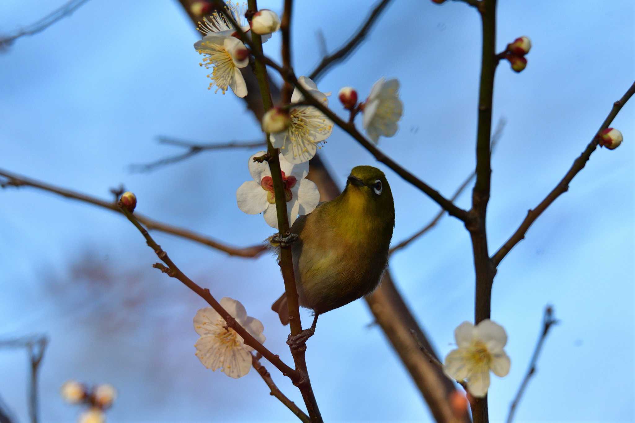 羽根木公園 メジロの写真 by やなさん