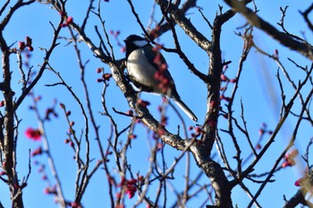 Japanese Tit 羽根木公園 Thu, 2/16/2023