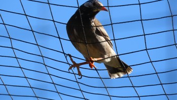 ムクドリ 上野動物園 2023年2月16日(木)