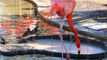 ムクドリ 上野動物園 2023年2月16日(木)