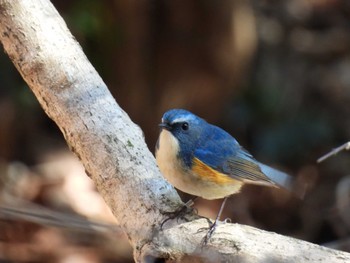 ルリビタキ 小山内裏公園 2023年2月16日(木)