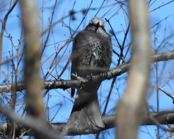 Brown-eared Bulbul 小山内裏公園 Thu, 2/16/2023