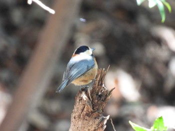 Varied Tit 小山内裏公園 Thu, 2/16/2023