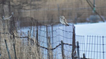 Short-eared Owl 南牧村 Thu, 2/16/2023