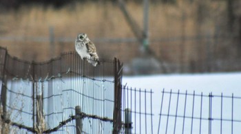 Short-eared Owl 南牧村 Thu, 2/16/2023