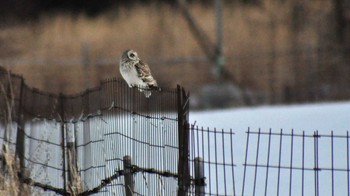 Short-eared Owl 南牧村 Thu, 2/16/2023