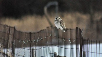 Short-eared Owl 南牧村 Thu, 2/16/2023