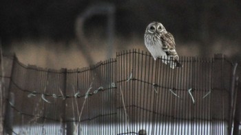 Short-eared Owl 南牧村 Thu, 2/16/2023