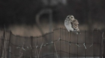 Short-eared Owl 南牧村 Thu, 2/16/2023