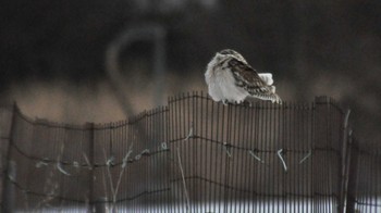 Short-eared Owl 南牧村 Thu, 2/16/2023