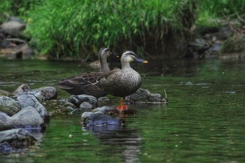 Eastern Spot-billed Duck 東京都あきる野市 Sun, 4/22/2018