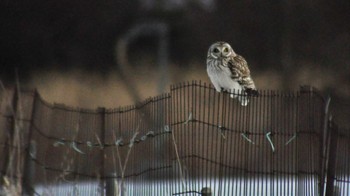 Short-eared Owl 南牧村 Thu, 2/16/2023