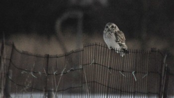 Short-eared Owl 南牧村 Thu, 2/16/2023