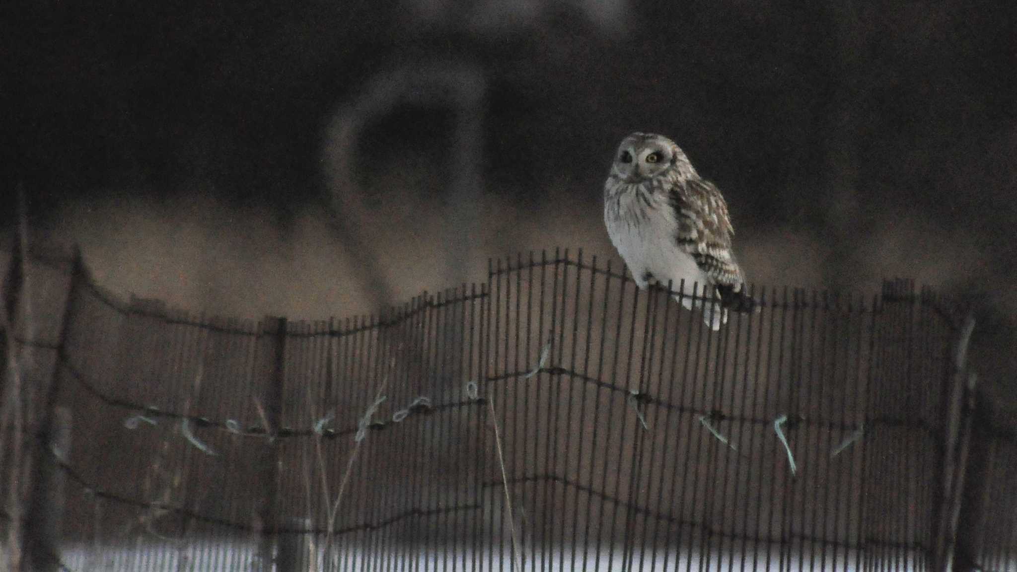 Photo of Short-eared Owl at 南牧村 by ao1000