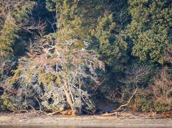 Sat, 2/4/2023 Birding report at 山田池公園