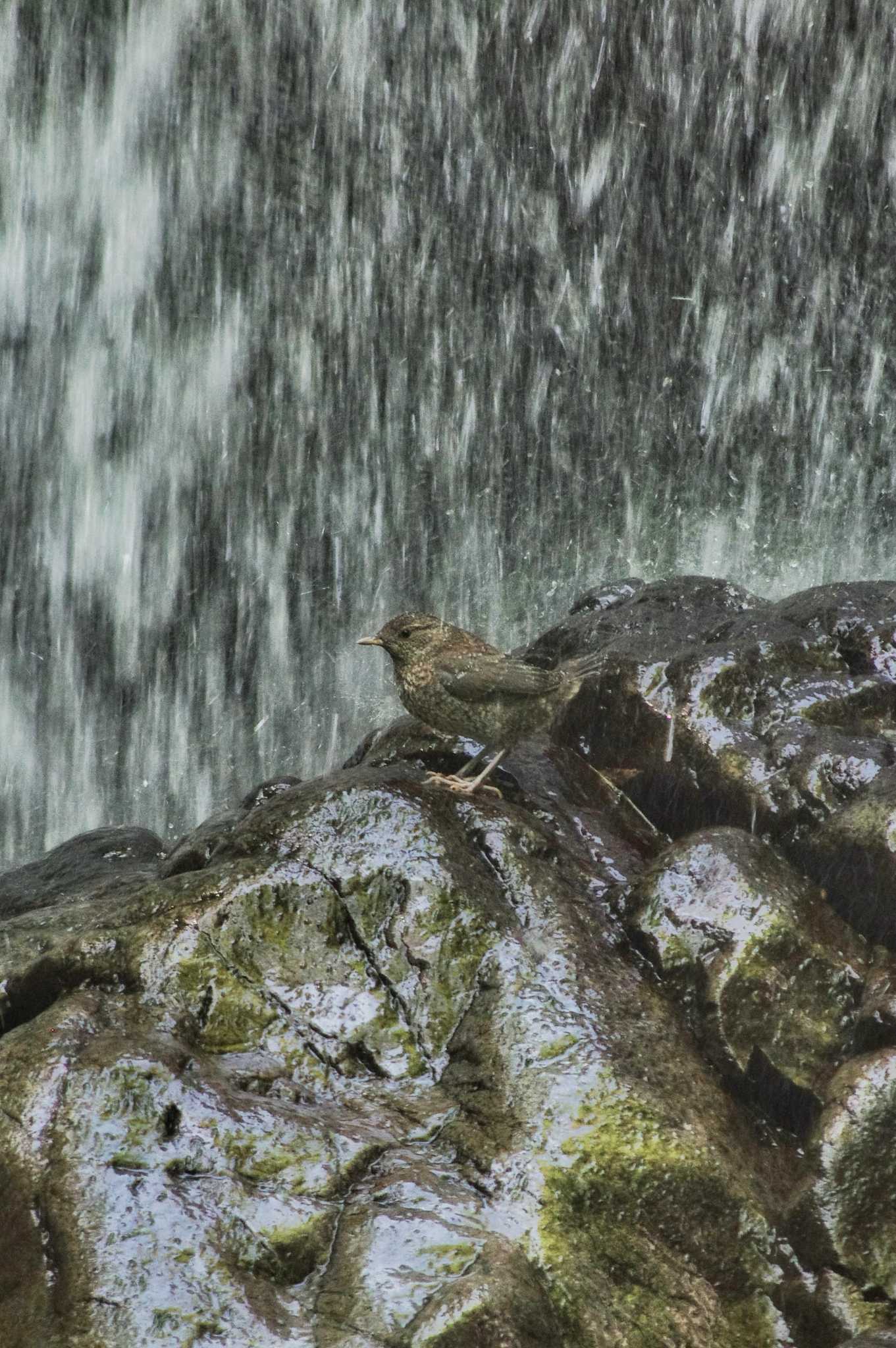 東京都あきる野市 カワガラスの写真 by zingo