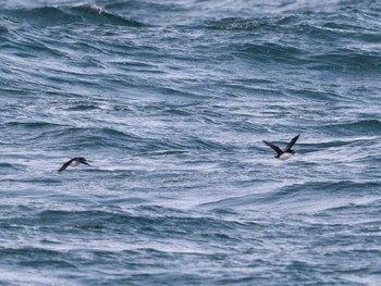 Least Auklet 落石ネイチャークルーズ Tue, 2/14/2023