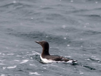 Common Murre 落石ネイチャークルーズ Tue, 2/14/2023