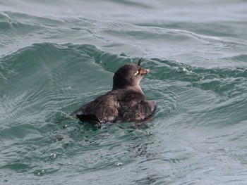 Crested Auklet 落石ネイチャークルーズ Tue, 2/14/2023