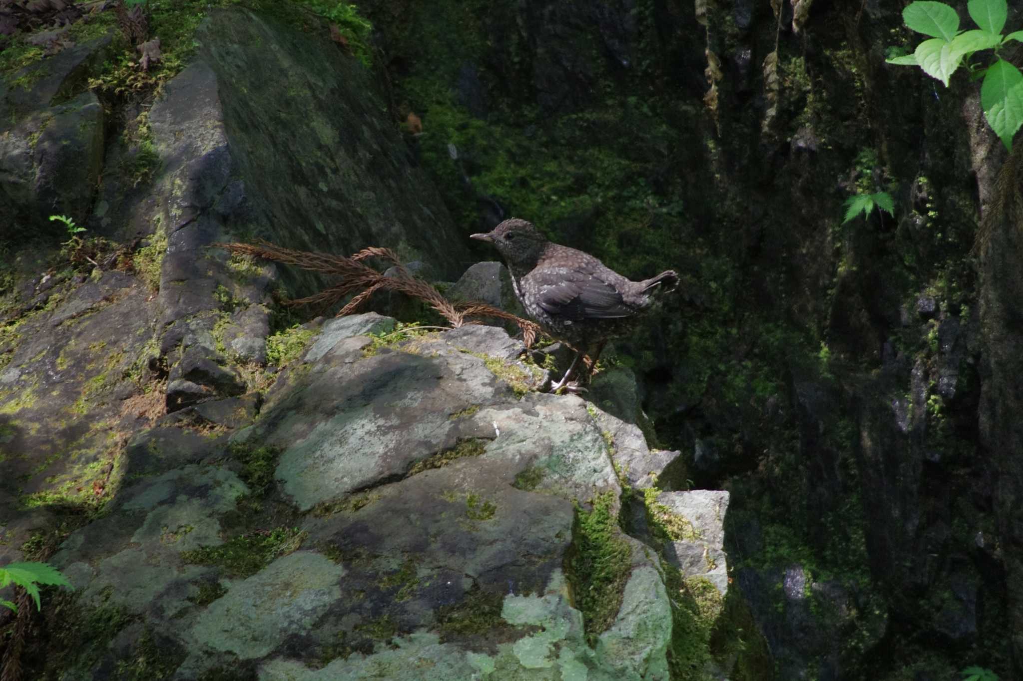 東京都あきる野市 カワガラスの写真 by zingo