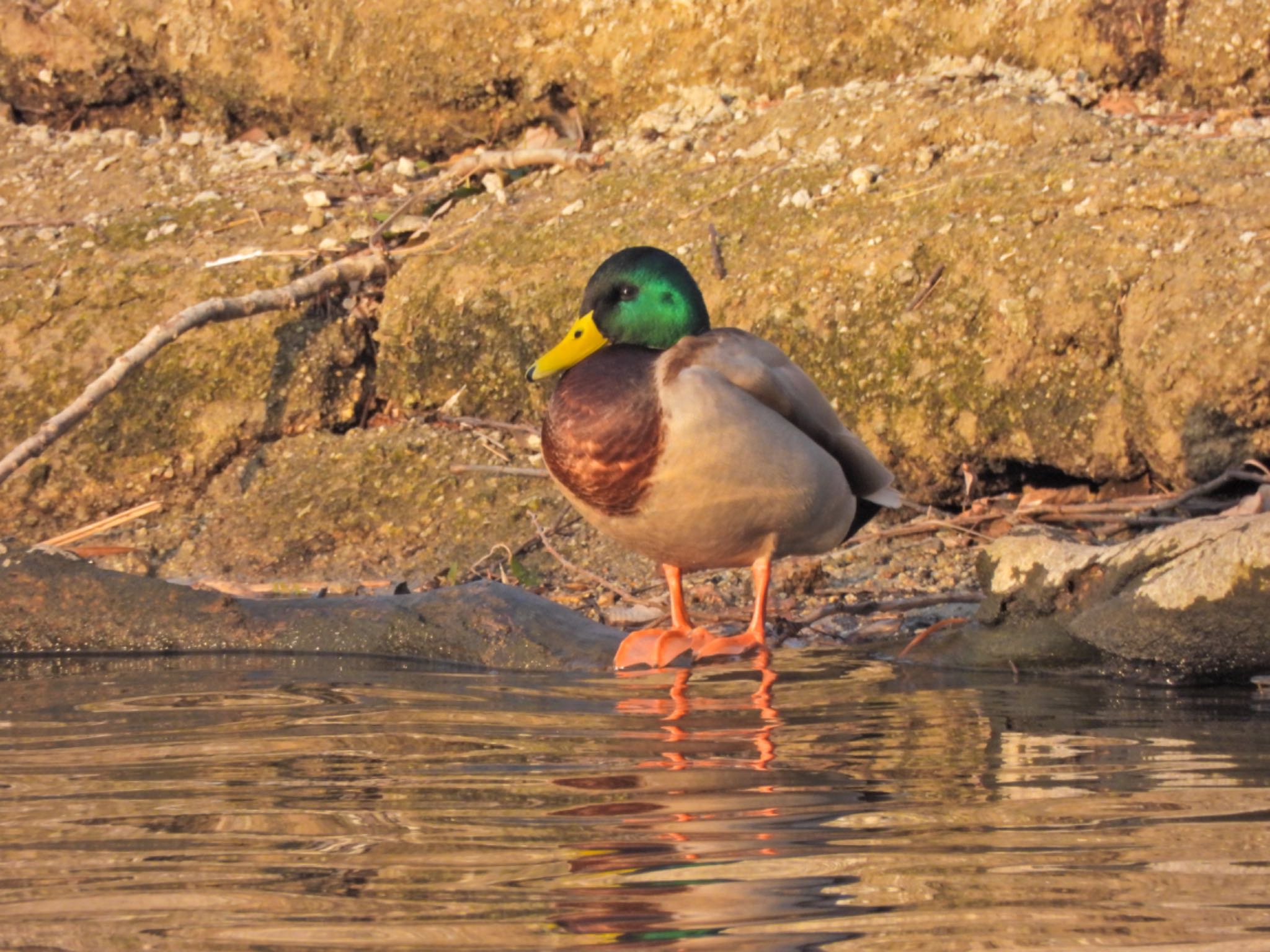 山田池公園 マガモの写真 by クロやん