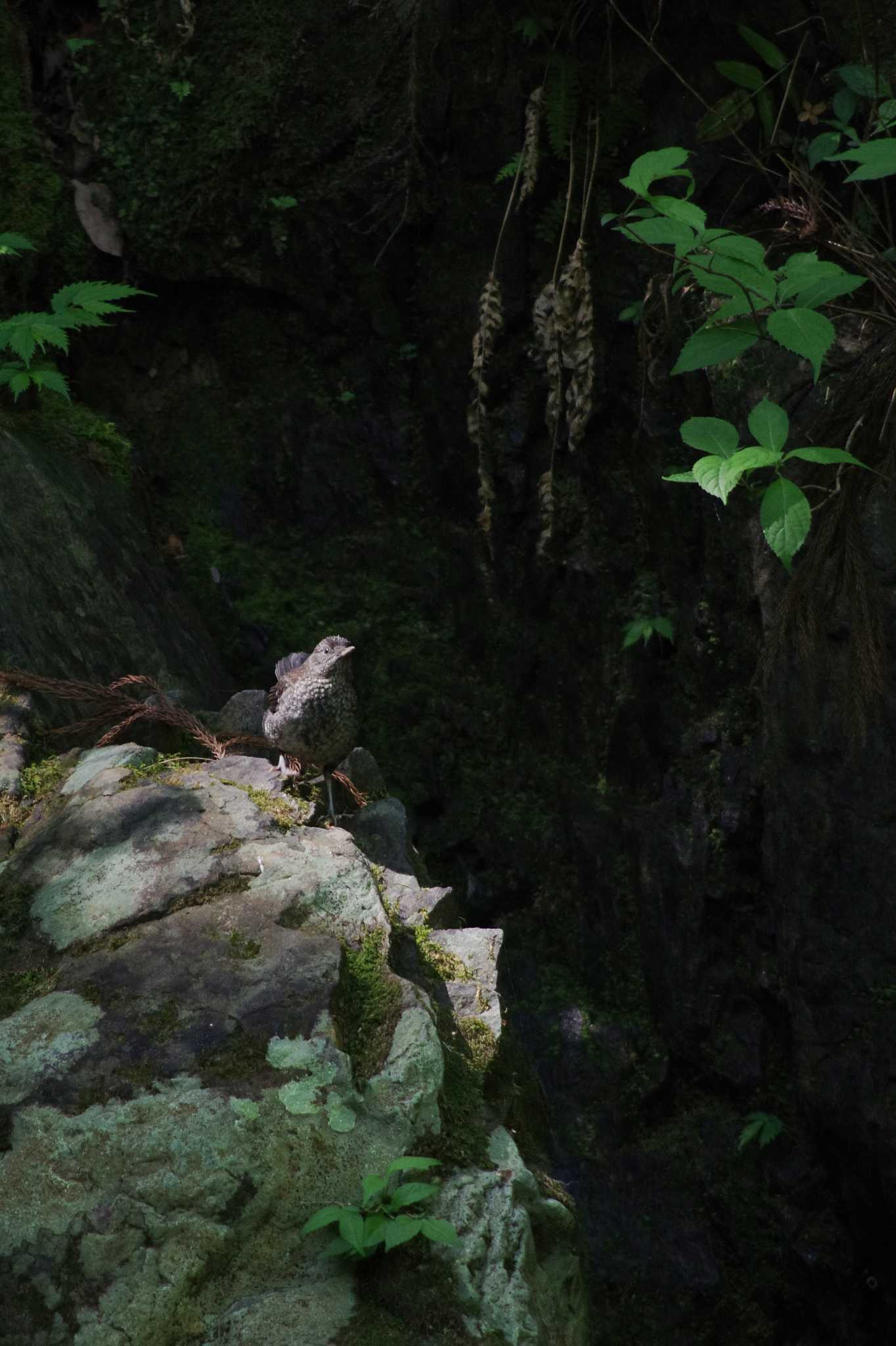 東京都あきる野市 カワガラスの写真 by zingo