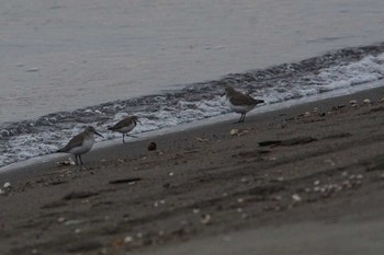 トウネン 葛西臨海公園 2023年2月3日(金)