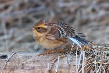 2023年2月16日(木) 多摩森林科学園の野鳥観察記録