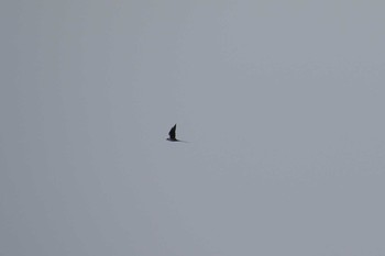 Long-tailed Jaeger