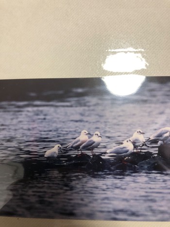 Slender-billed Gull 室見川 Mon, 1/8/1990