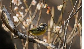 Yellow-bellied Tit Unknown Spots Fri, 2/10/2023