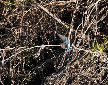 カワセミ 大堀川水辺公園 2023年2月16日(木)